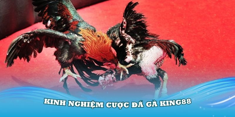 Kinh nghiệm cược đá gà King88 dễ thắng nhất